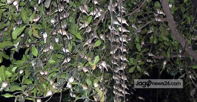 পাখির ডাকে ঘুম ভাঙে যে শহরে