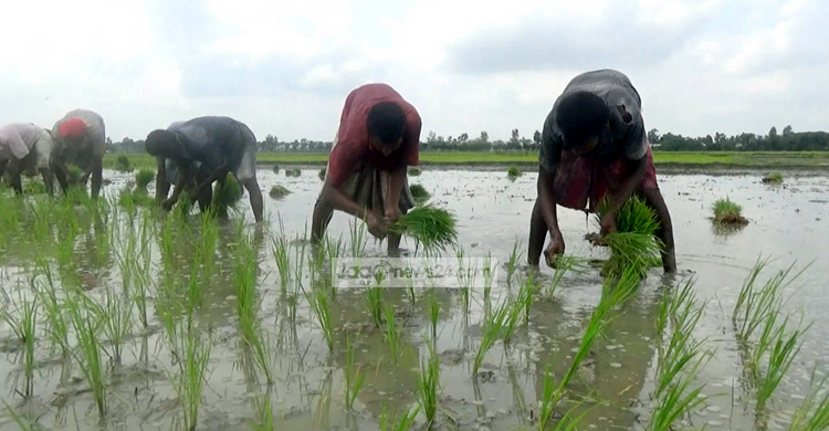 আউশ চাষের লক্ষ্যমাত্রা ব্যাহত হওয়ার আশঙ্কা