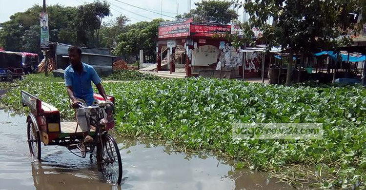নওগাঁ-রাজশাহী মহাসড়কে কচুরিপানার স্তূপ