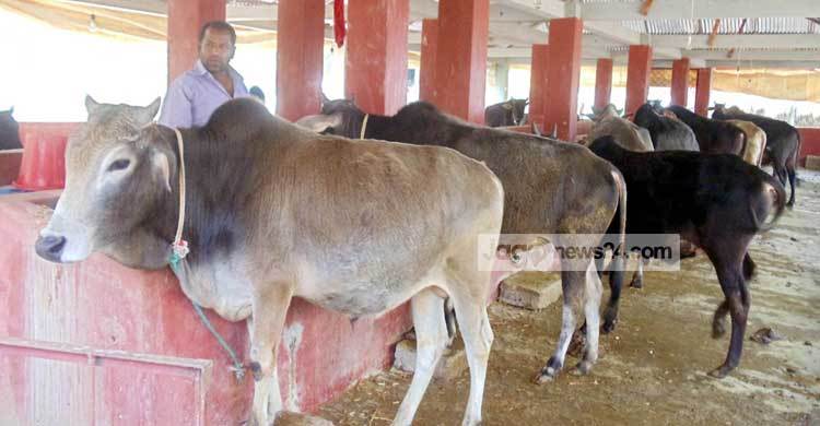 নড়াইলে প্রস্তুত ২১ হাজার গরু