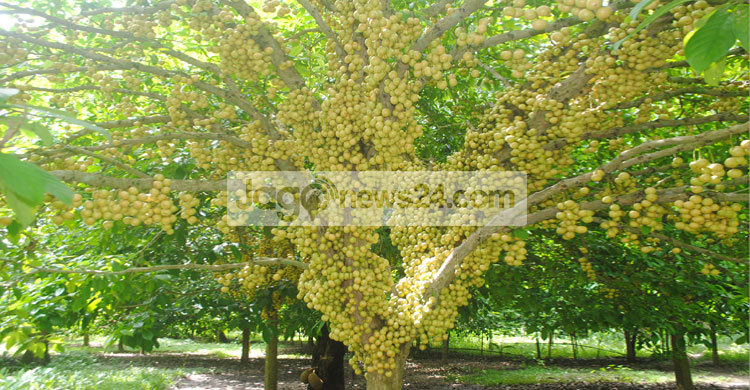 সুস্বাদু আর পুষ্টি গুণে ভরপুর নরসিংদীর লটকন