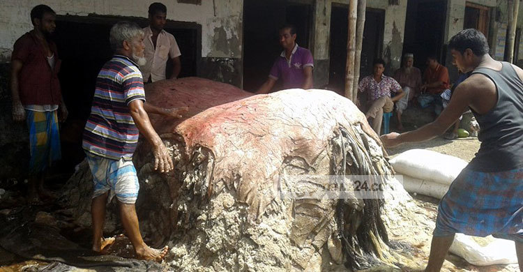 নাটোরে লোকসানের মুখে চামড়া ব্যবসায়ীরা