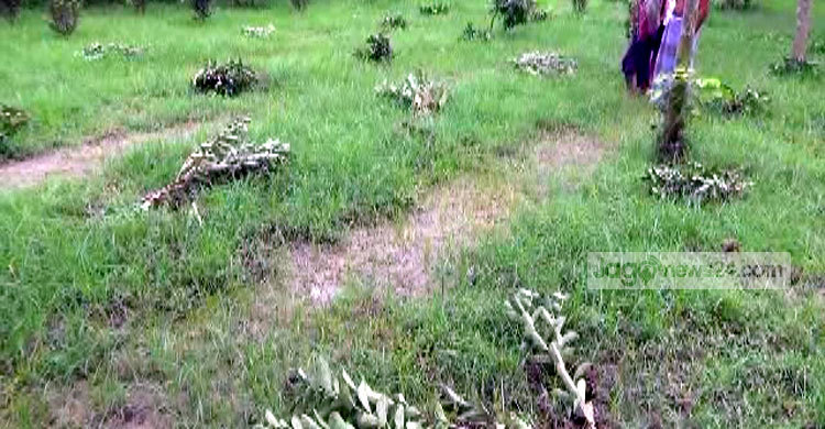 নাটোরে আড়াইশ পেয়ারা গাছ কেটে ফেলেছে দুর্বৃত্তরা