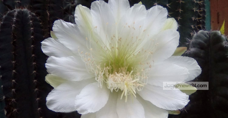 ১২ বছর পর ফুলের দেখা পেল মোমেনা