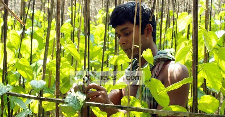 লক্ষ্মীপুরে পান চাষে চাঙ্গা গ্রামীণ অর্থনীতি