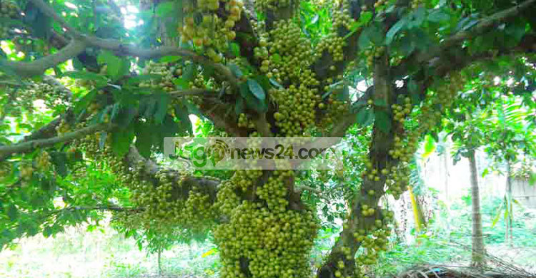 পঞ্চগড়ে লটকন চাষে আগ্রহী হচ্ছেন কৃষকরা