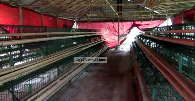 বিপর্যয়ের মুখে পোলট্রি শিল্প