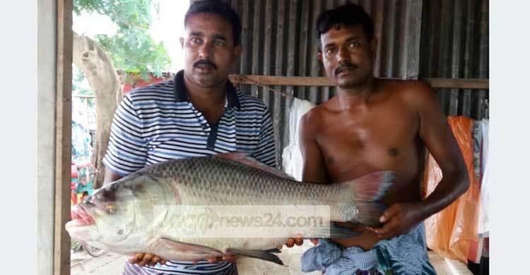 রাজবাড়ীতে ধরা পড়লো ১২ কেজি ওজনের কাতল