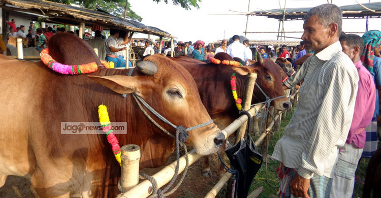 শেষ মুহূর্তে জমে উঠেছে রাজবাড়ীতে পশুর হাট
