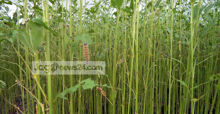 পাটে বিছা পোকার আক্রমণ : ফলন বিপর্যয়ের আশঙ্কা