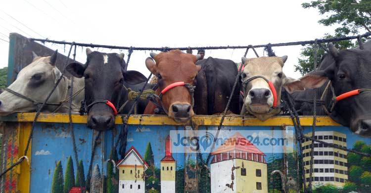 দৌলতদিয়া ফেরিঘাটে গরুর ট্রাকসহ শতশত যানবাহন আটকা