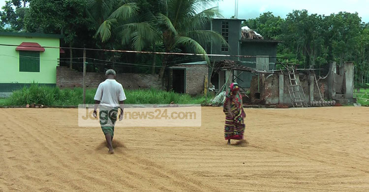 সাতক্ষীরায় ধানের চাতাল বন্ধ : বেকার সহস্রাধিক মানুষ