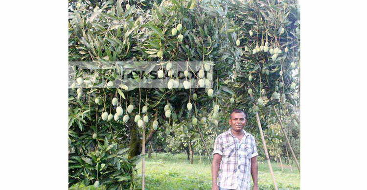 সখীপুরে ২৫ কোটি টাকার আম উৎপাদন