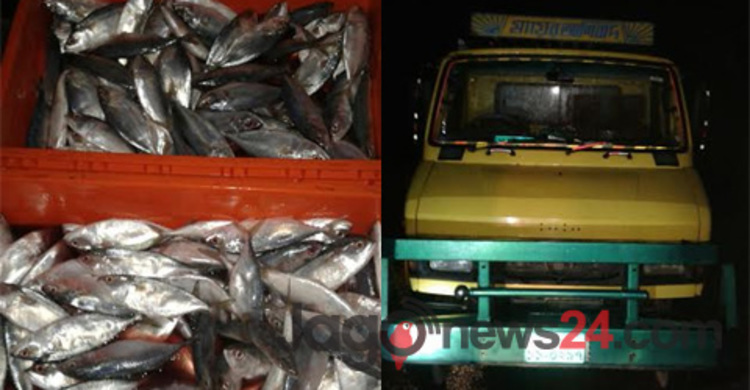 সাতক্ষীরায় মাছ ভর্তি ১৩ ট্রাক জব্দ