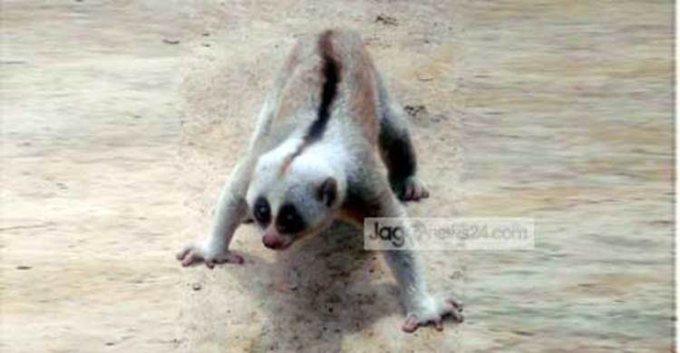 শেরপুরে বিরল প্রজাতির বানরের সন্ধান 