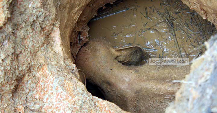 শেরপুরে কুয়ায় পড়া হাতি শাবকটি উদ্ধার