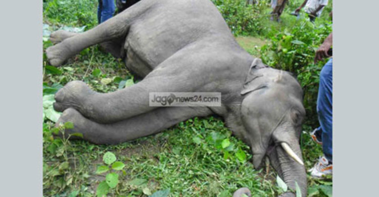 শেরপুরে বন্য হাতির মরদেহ উদ্ধার 
