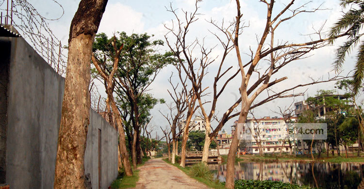 সড়কের মরা গাছ নিয়ে শঙ্কায় সিদ্ধিরগঞ্জবাসী