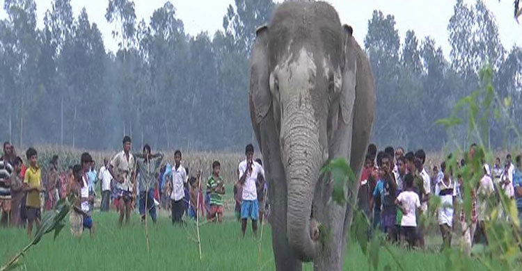 ভারতীয় হাতিটি সুস্থ আছে, স্বাভাবিক আচরণ করছে