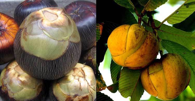 গুণে ভরা দুটি ফল তাল ও চালতা