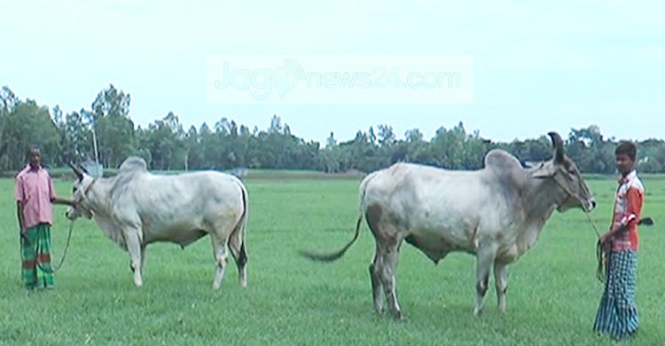 দেশীয় পদ্ধতিতে গরু মোটাতাজাকরণে ব্যস্ত খামারিরা