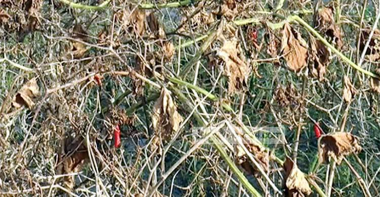 টাঙ্গাইলে বন্যায় ১২ হাজার হেক্টর ফসলি জমি নষ্ট