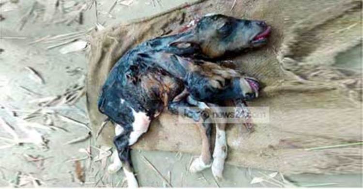 নাগরপুরে এক বাছুরের দুই মাথা