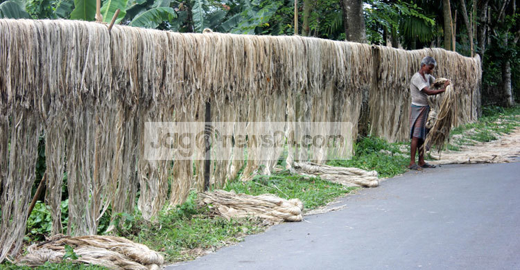 পাটে স্বপ্ন দেখছে ঠাকুরগাঁওয়ের চাষীরা