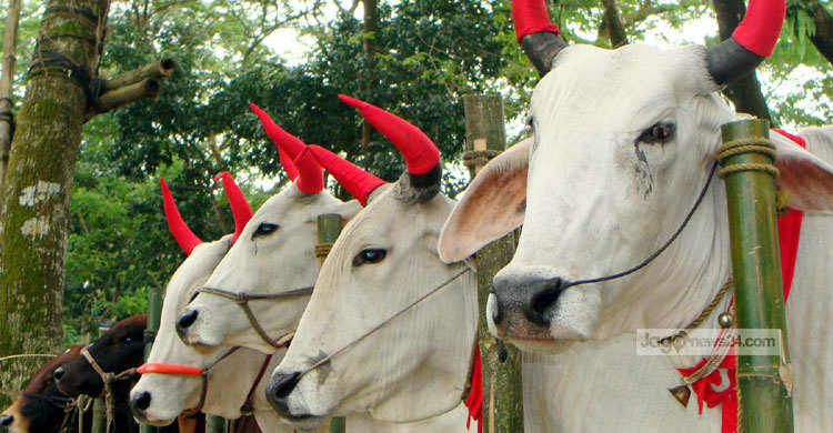 বিক্রি হচ্ছে না কৃত্রিমভাবে মোটাতাজা করা গরুগুলো