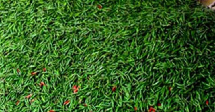 শার্শায় কাঁচামরিচের কেজি ৩০০ টাকা