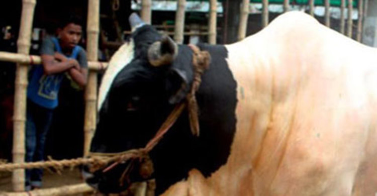 চোখের সামনে গরুর মৃত্যু দেখে ব্যবসায়ীর মৃত্যু