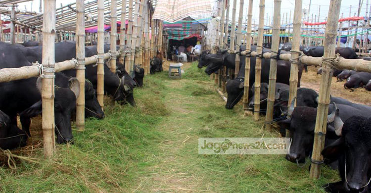 পশুর হাটে মহিষের ক্রেতা হোটেল ব্যবসায়ীরা