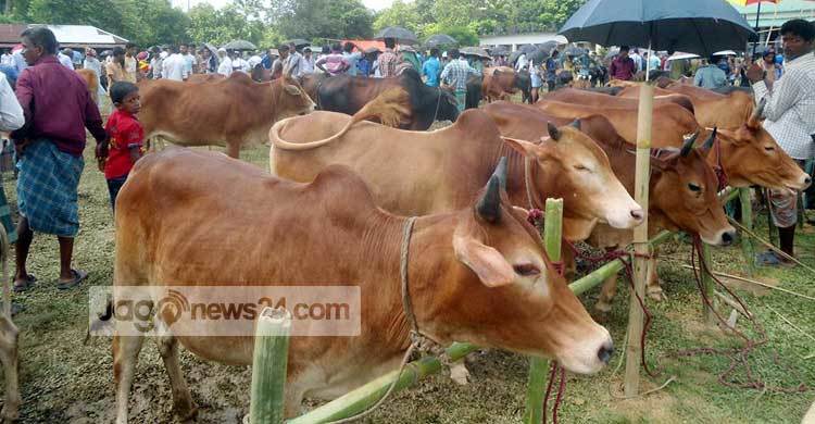 সমতলে কদর খাগড়াছড়ির দেশি গরুর