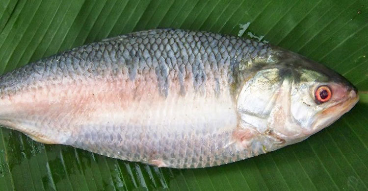 ভান্ডারিয়ার খালে ইলিশ!