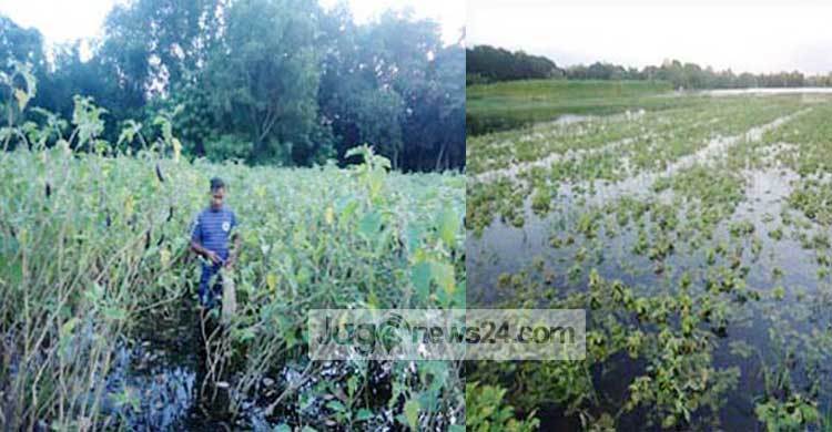 বন্যার পানিতে ভেসে গেছে চাষী কবিরের স্বপ্ন