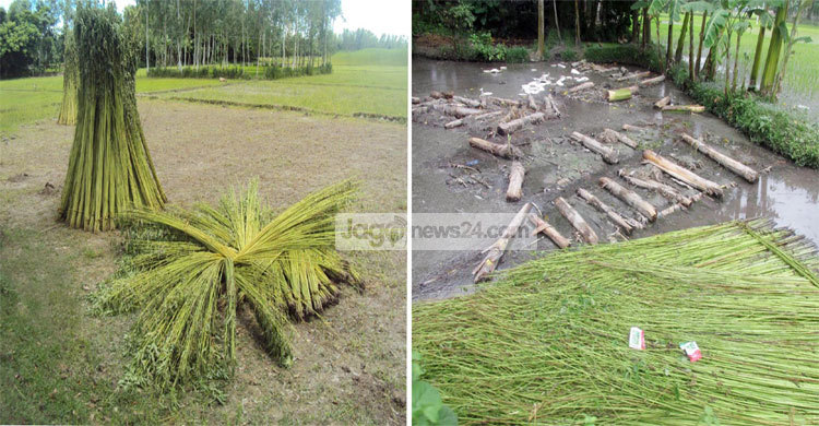গাইবান্ধায় পানির অভাবে পাট পচাতে পারছেন না কৃষকরা