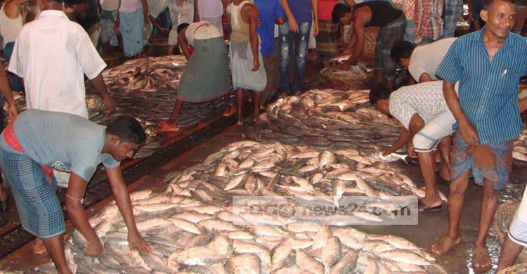 দক্ষিণাঞ্চলের ইলিশে ভরপুর চাঁদপুর 