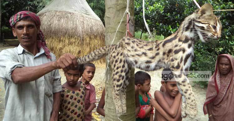 বকশীগঞ্জে বাঘের শাবককে পিটিয়ে হত্যা