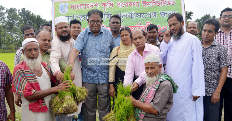বন্যায় ক্ষতিগ্রস্ত কৃষকদের মাঝে ধানের চারা বিতরণ