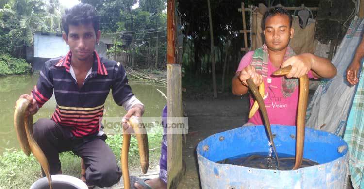 ঝিনাইদহে হাজারো পরিবারে স্বচ্ছলতা এনেছে কুঁচে 