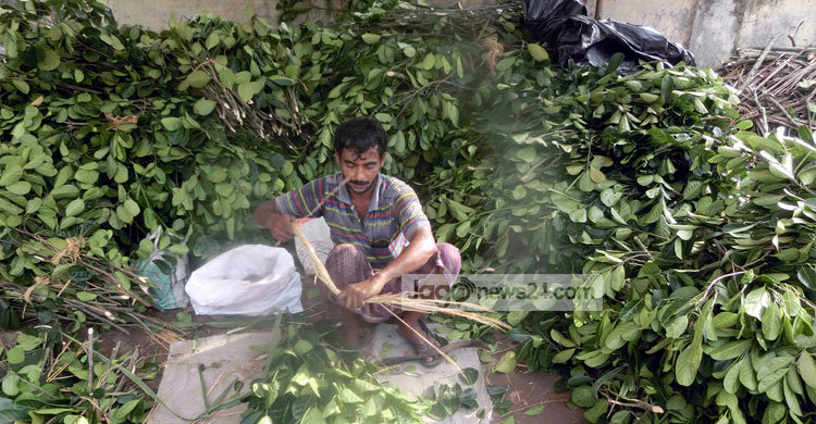 কাঁঠাল পাতায় স্বাবলম্বী শতাধিক পরিবার