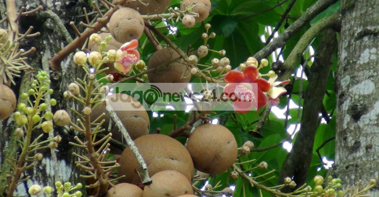 বিরল মোহনীয় নাগলিঙ্গম