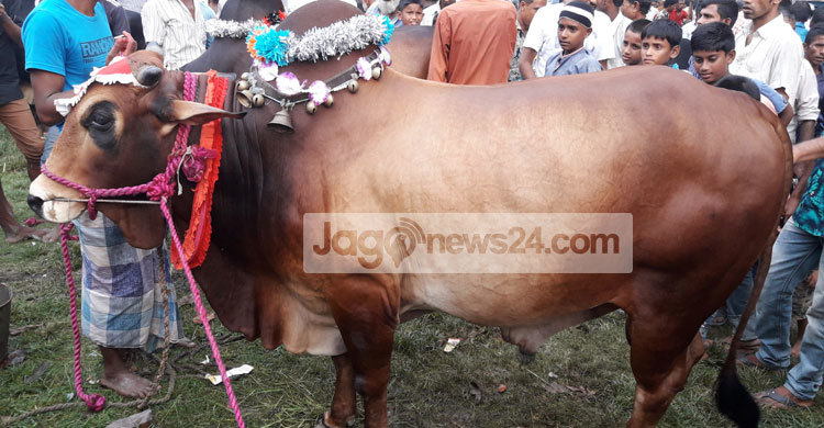 কিশোরগঞ্জে পশুর হাটে উপচেপড়া ভিড়