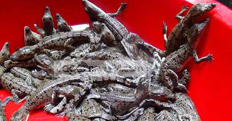 জুলিয়েট ও পিলপিলের ঘরে ফুটেছে ৪৭টি বাচ্চা