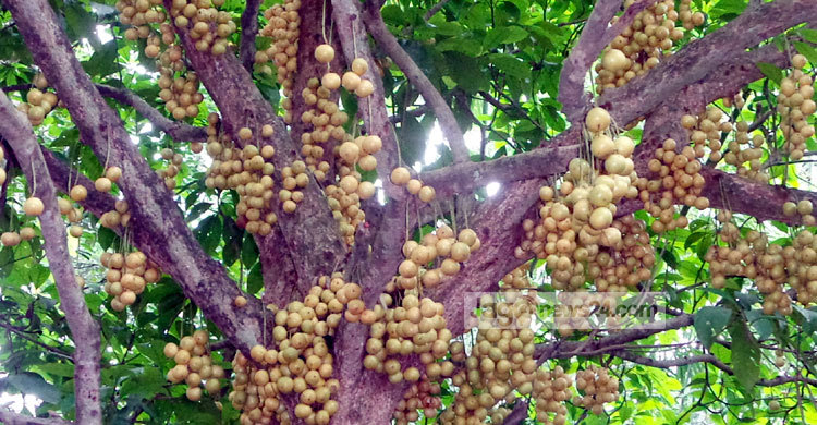 পাহাড়ের টক-মিষ্টি ফল লটকন 