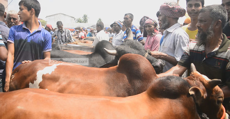 গরু মোটাতাজা করে ৪০ হাজার পরিবার আশাহত