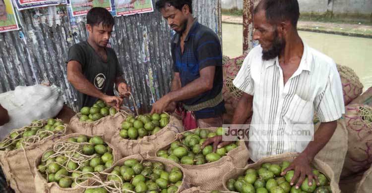 বাণিজ্যিকভাবে আমড়া চাষ করে লাভবান চাষিরা
