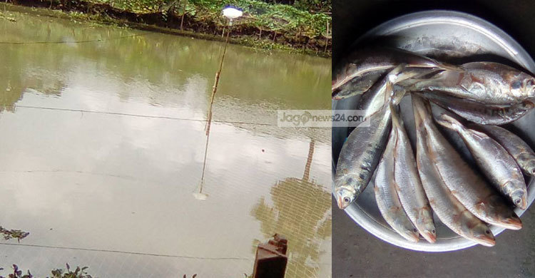 ভান্ডারিয়ার পুকুরে বড় বড় ইলিশ!