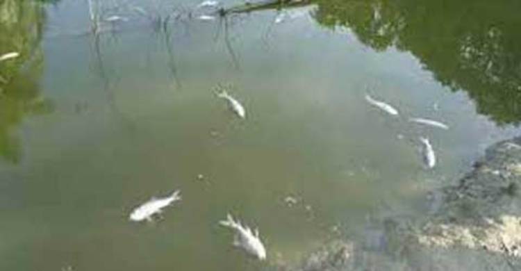 মেহেরপুরে পুকুরে বিষ ঢেলে ১২ লাখ টাকার মাছ নিধন