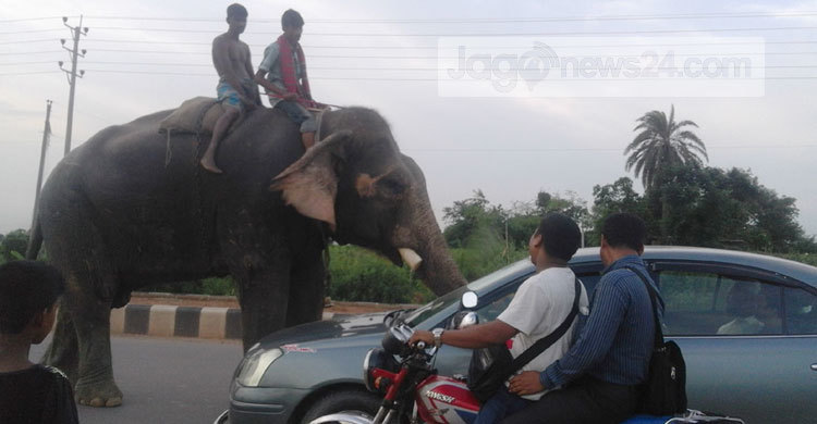সালামির নামে হাতি দিয়ে চাঁদাবাজির অভিযোগ 